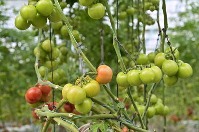 Lorvox tomato Seed(155 per packet)