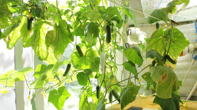 WILLVINE NDIR-314 Indoor Cucumber F1 Self-Pollinating - Green Seed(200 per packet)