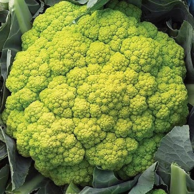 Aywal F1 Hybrid Green Cauliflower Vegetable Seed(70 per packet)