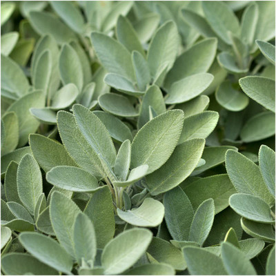 CYBEXIS TLX-92 - Broad Leaved Sage(Salvia officinalis) - (1350 Seeds) Seed(1350 per packet)