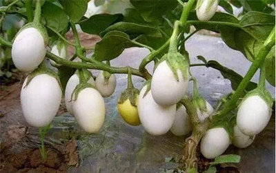 MSG White Brinjal, Safed Baingan, Sada Begun Seed(750 per packet)