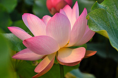 Radha Krishna Agriculture lotus,kamal gatta Seed(10 per packet)