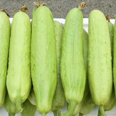 CYBEXIS Hybrid White Cucumber Seeds Cucumis Sativus 2000 Seeds Seed(2000 per packet)