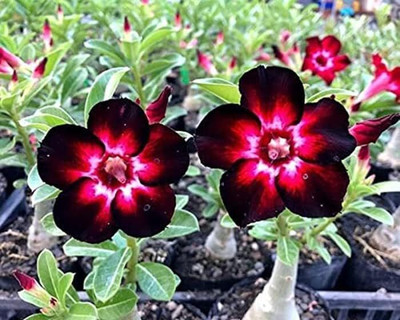 Qualtivate KGF -585 Adenium Obesum Bulbs-Strong Seed(30 per packet)