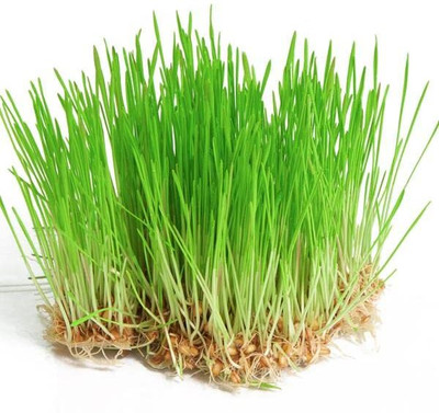 LPR GAHU SEEDS ,WHEAT Seed(900 per packet)