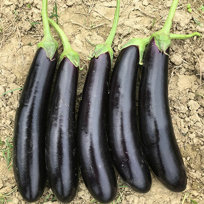 CEZIUS Easy Growing Brinjal/Eggplant Vegetable-a5R Seed(450 per packet)