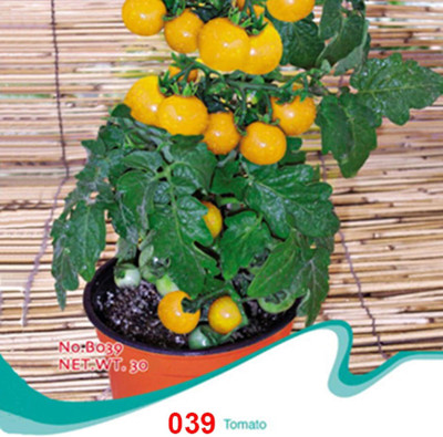 KNESSiN Yellow Tomato Seed(1250 per packet)