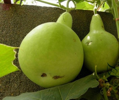 Avysa Round Bottle Gourd Hulu Piao Seed(20 per packet)