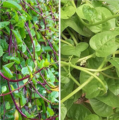 Qualtivate GXL-6AT Red and Green Mix Malabar Spinach Seed(50 per packet)
