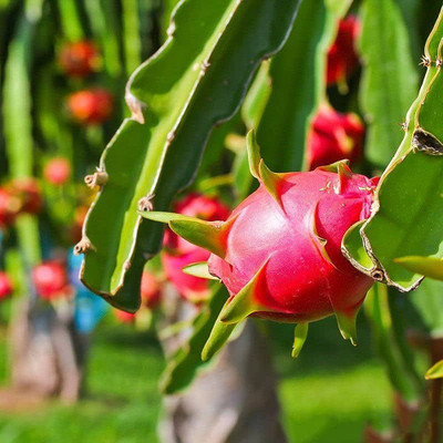 wequality Dragon fruit seeds/Dragon fruit seed 16 Seed(16 per packet)