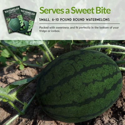 CYBEXIS TLX-41 - Sugar Baby Watermelon - (150 Seeds) Seed(150 per packet)