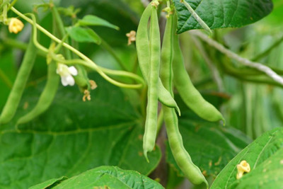 AloGardening Beans F1 Hybrid Vegetable Seeds Seed(30 per packet)