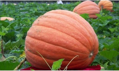 Qualtivate LX-462 Pumpkin Vegetable Starter Kit Seed(50 per packet)