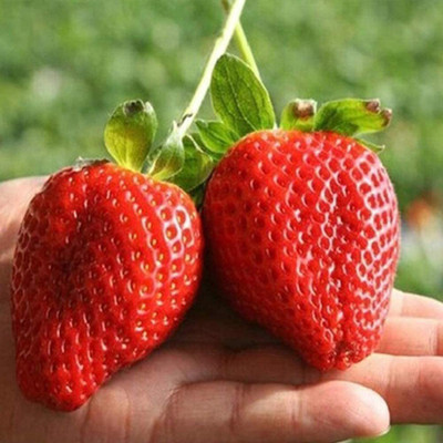 CYBEXIS Organic Strawberry Kiwi Seeds Sweet Fruit100 Seeds Seed(100 per packet)