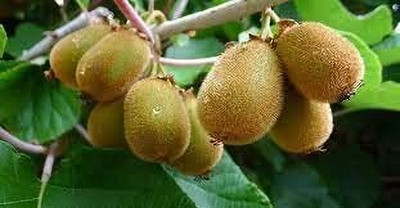 Aywal Hybrid kiwi fruit seeds for plant Seed(90 per packet)
