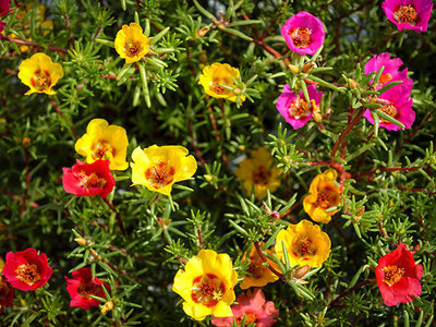LIVOX Rainbow Flower Seeds Seed(40 per packet)