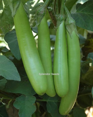 Arshiayat Brinjal Seeds-Hybrid Brinjal Seeds-Green Brinjal, Baigan Seeds Pack of 90 Seed(90 per packet)