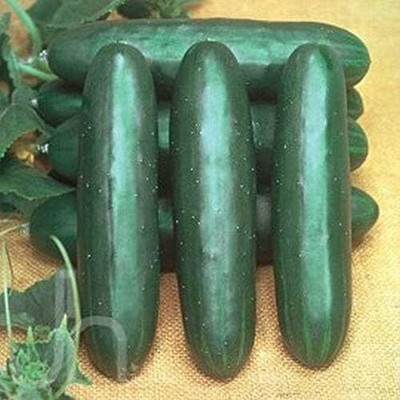 Qualtivate XXX-3A Cucumber Extra Early Heavy yields Seed(300 per packet)