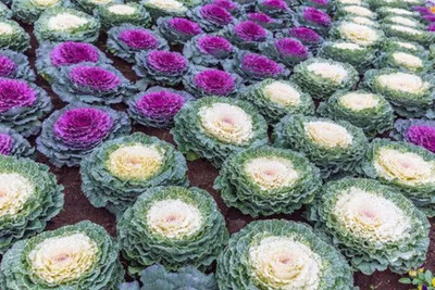 Mozette Ornamental kale Seed(30 per packet)