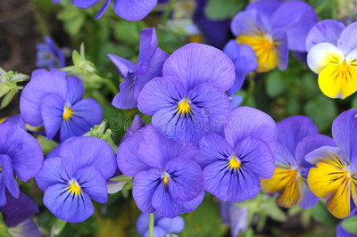 Mozette Exotic viola Seed(49 per packet)