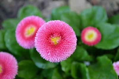 the green dotcom VNR daisy f1 hybrid original seed Seed(50 per packet)