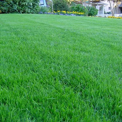 PMA Mexican Lawn Grass, Grass Seed for Gardening, Lawn Grass Seed(7000 per packet)