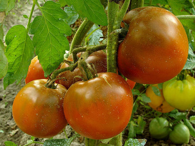 KANAYA tomato Seed(110 per packet)