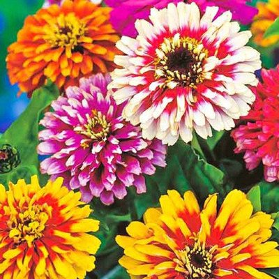Quentova Zinnia Carousel Mix-HQL-8K Seed(50 per packet)