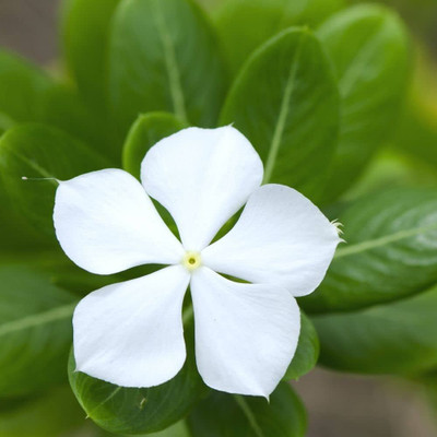 BDSresolve Vinca seeds white/Vinca seed 10 Seed(10 per packet)