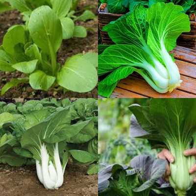 sbains Chinese Cabbage Seeds Hybrid no of seeds 27 Seed(27 per packet)