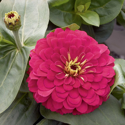 CYBEXIS VVI-72 - Zinnia Flower Garden -Cherry - (270 Seeds) Seed(270 per packet)
