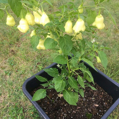 CYBEXIS Hybrid White Bells Chili Seeds 2400 Seeds Seed(2400 per packet)