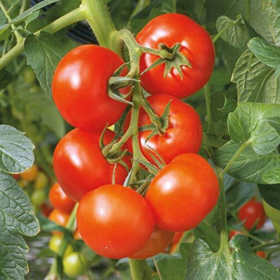KNESSiN XIV-33 Arka Vishal Tomato Seed(200 per packet)