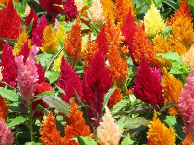 ZIXA Sensational Celosia Seed(80 per packet)