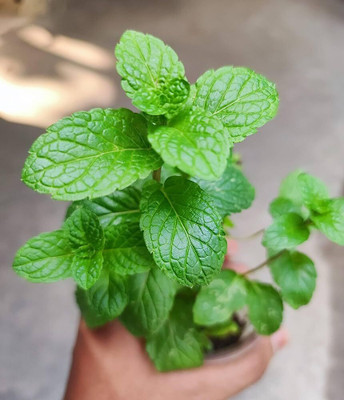 LPR PUDINA,MINT Seed(100 per packet)