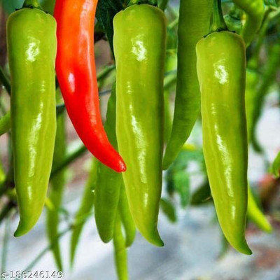 Aywal hot chilli vegetables Seed(125 per packet)
