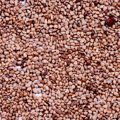 ActrovaX Guava- Amrut - (Psidium guajava), Organic guava seed [100 Seeds] Seed(100 per packet)