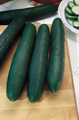 Qualtivate ICRA6-A Marketmore 76 Slicing Cucumber Seeds Seed(300 per packet)