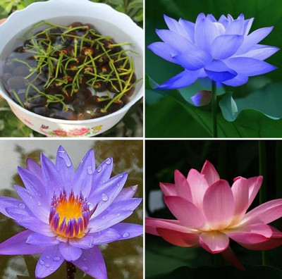 VibeX ATS-67 - Water Lily/Lotus - (30 Seeds) Seed(30 per packet)