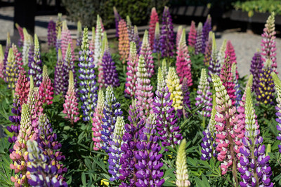 CWAN Organic Lupine Flower Plant Seed(30 per packet)