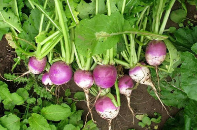 CRGO TURNIP , SHALGAM Seed(80 per packet)