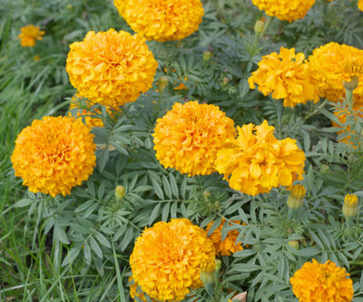 EVY marigold,gende ka phool seeds Seed(21 per packet)