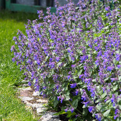 Qualtivate RES-2A Blue Nepeta Catmint Seed Seed(200 per packet)