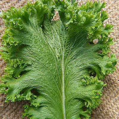 CYBEXIS KGF -3 - Green Wave Mustard - (2250 Seeds) Seed(2250 per packet)