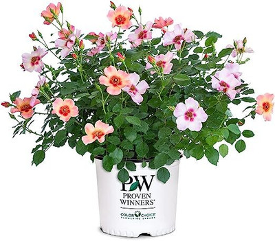 NooElec Seeds India All Seasons Dwarf Proven Winners Rose Ringo Flower Seed(20 per packet)