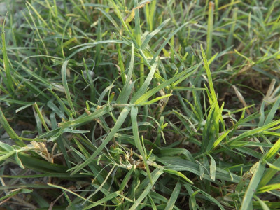 JAYANTAHALDER Doob grass, bermuda grass Seed(30 g)