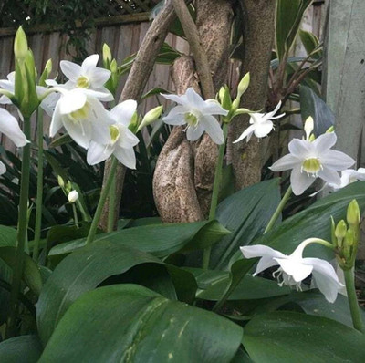 Leafy Heaven Eucharis Lily exotic flower bulbs for summer Seed(5 per packet)