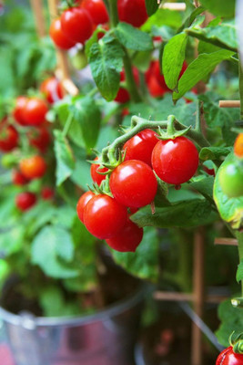 Qualtivate GBPT-4A Dwarf Heirloom, Cherry Tomato Seed(300 per packet)