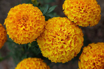 MaliaGarden marigold/gende ka phool flower seeds Seed(50 per packet)