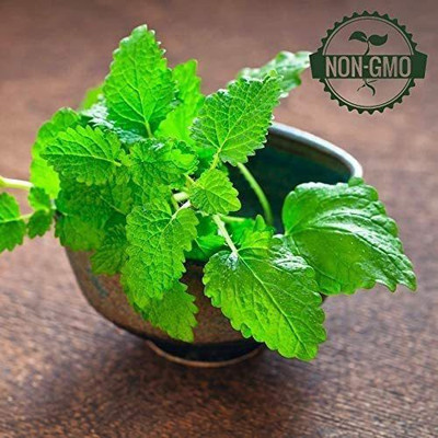 VibeX XL-80 - Lemon Balm Capricata Citronella - (2250 Seeds) Seed(2250 per packet)